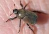 Hoplia philanthus